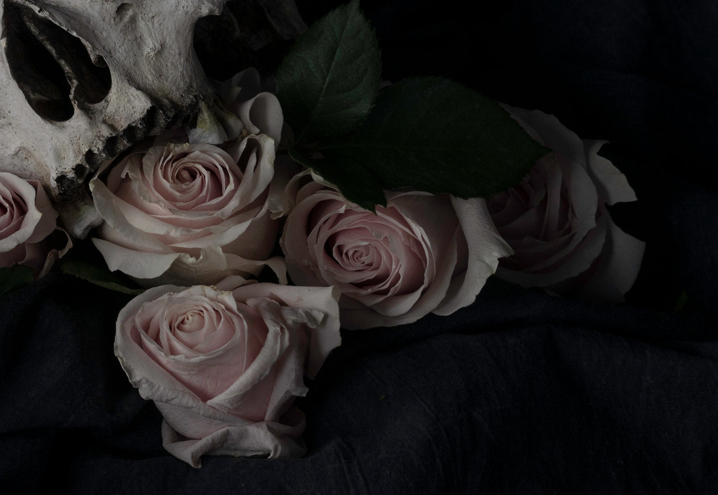 Ācēocian - Limited Run Print