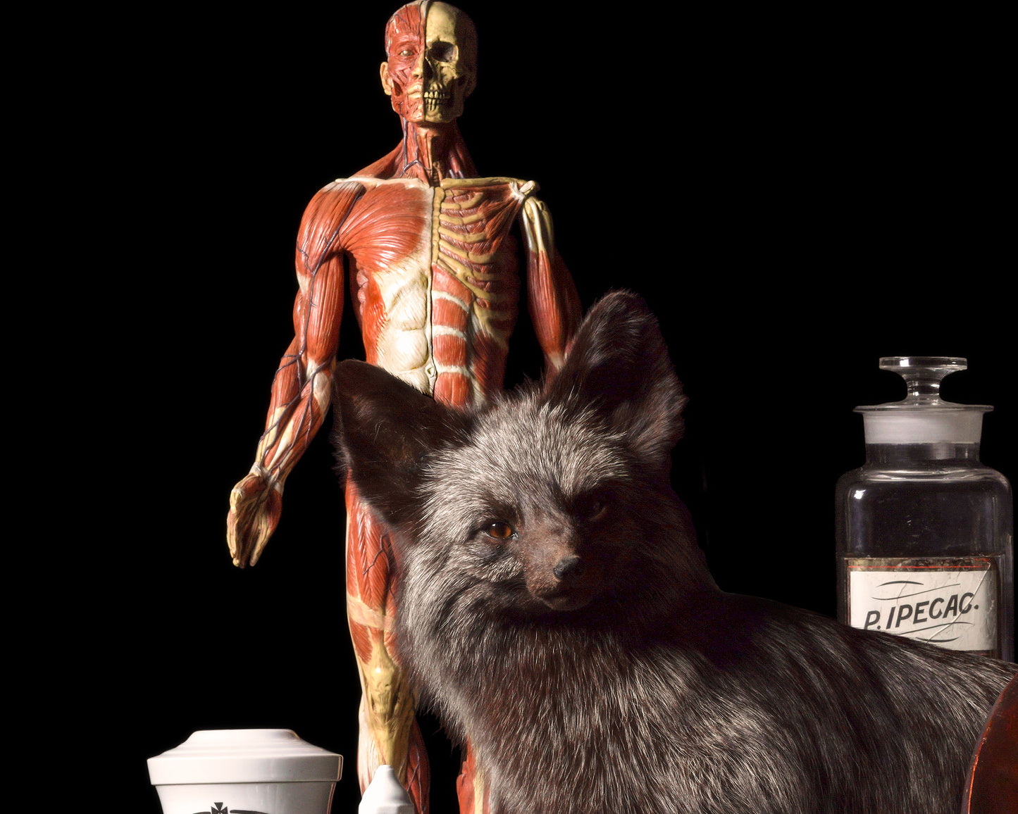 'Apotheca' -  Limited Run Print