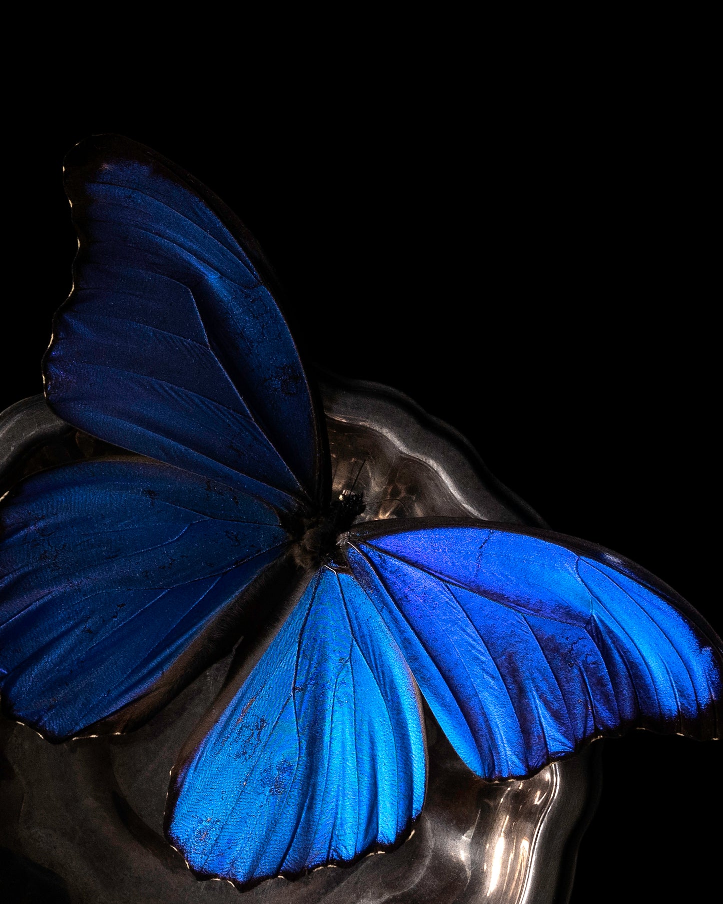 'Blue Morpho' - Limited Run Print