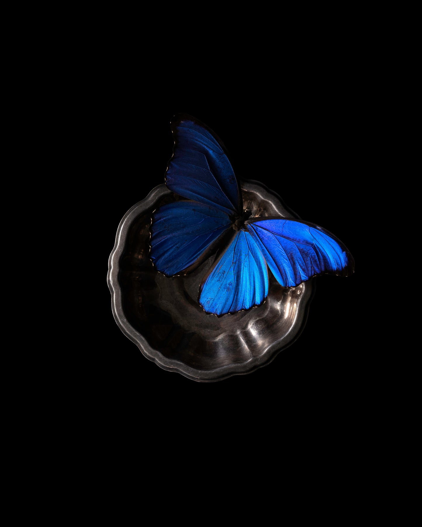 'Blue Morpho' - Limited Run Print