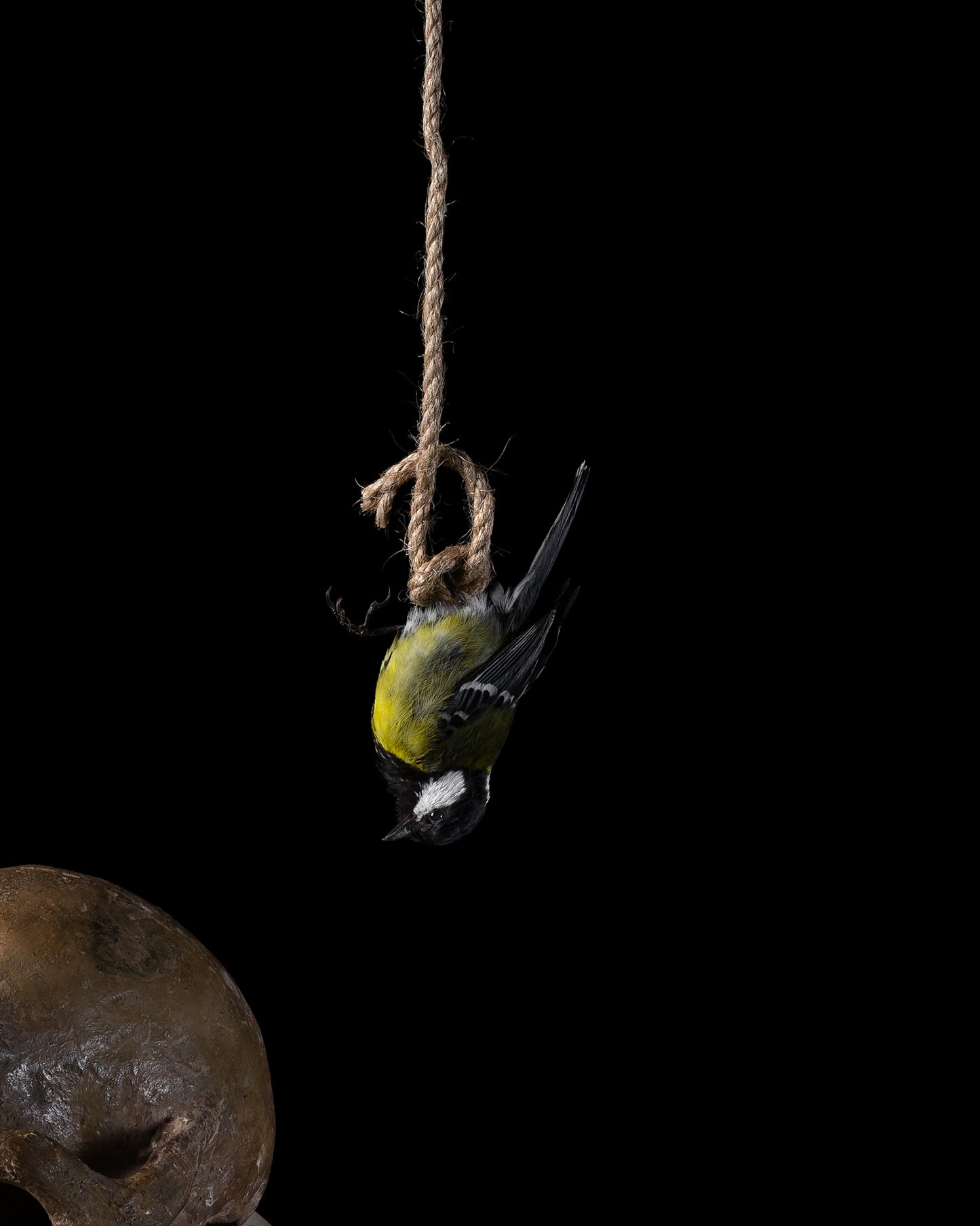 'Brevis' -  Limited Run Print