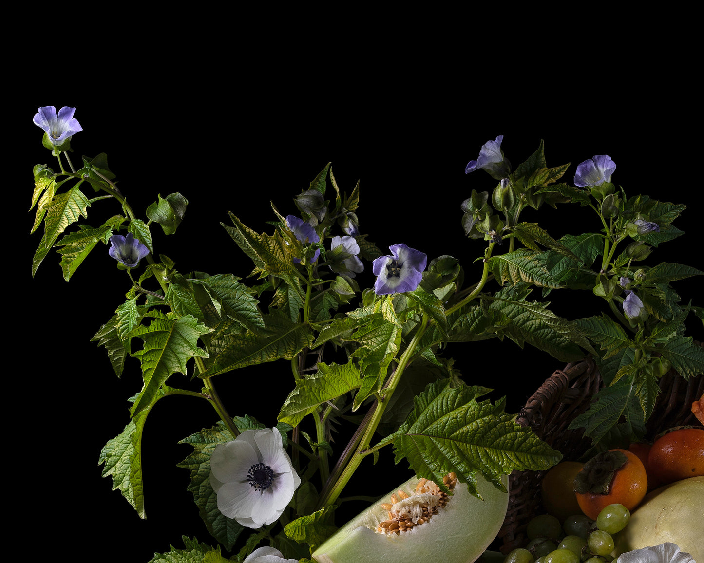 'Copia' -  Limited Run Print