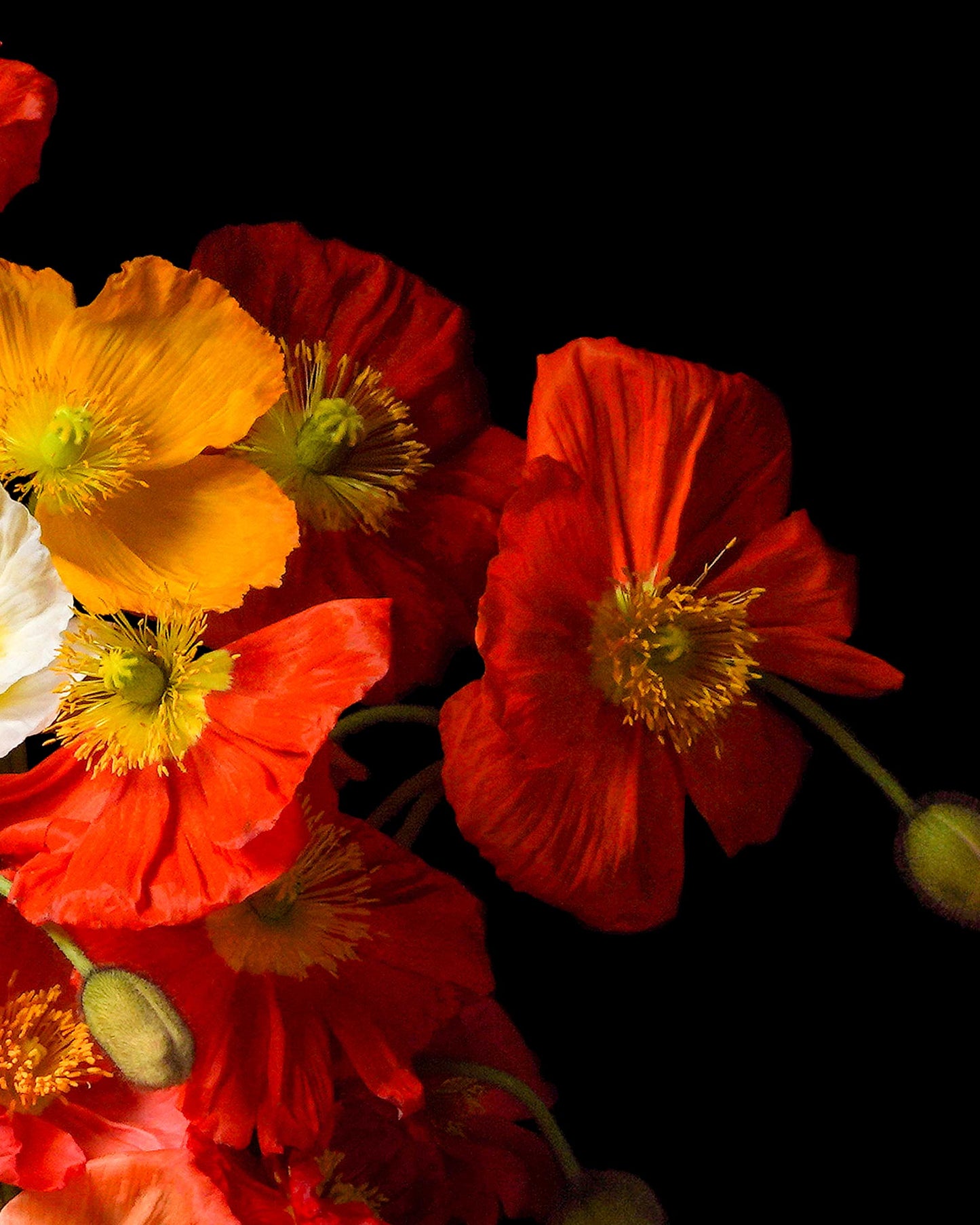 Papaver - Limited Run Print