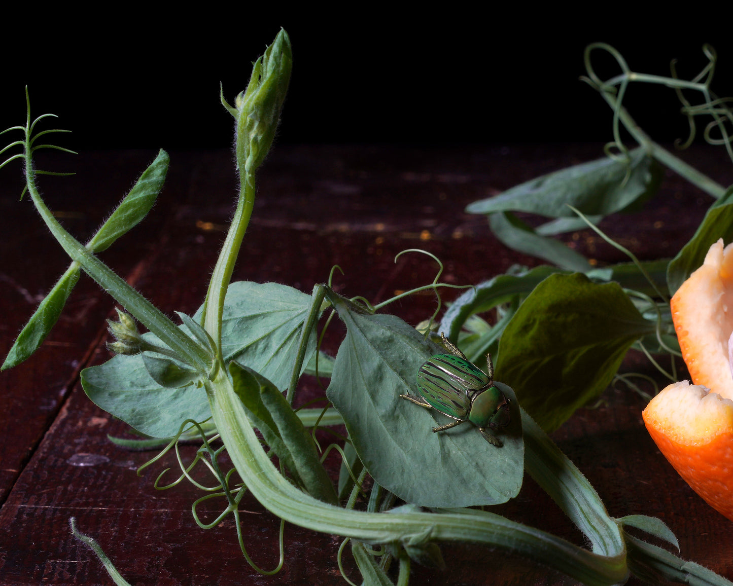 Praeesse - Limited Run Print