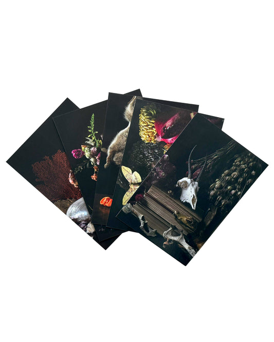 Animalium Postcard Set - 5 Postcards