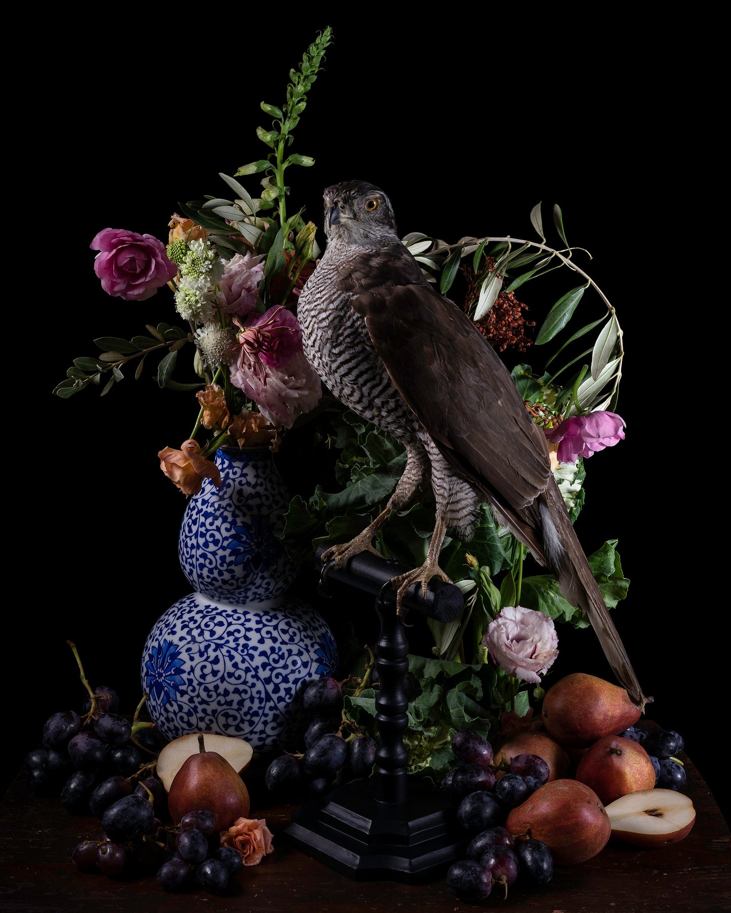 Animalium Postcard Set - 5 Postcards