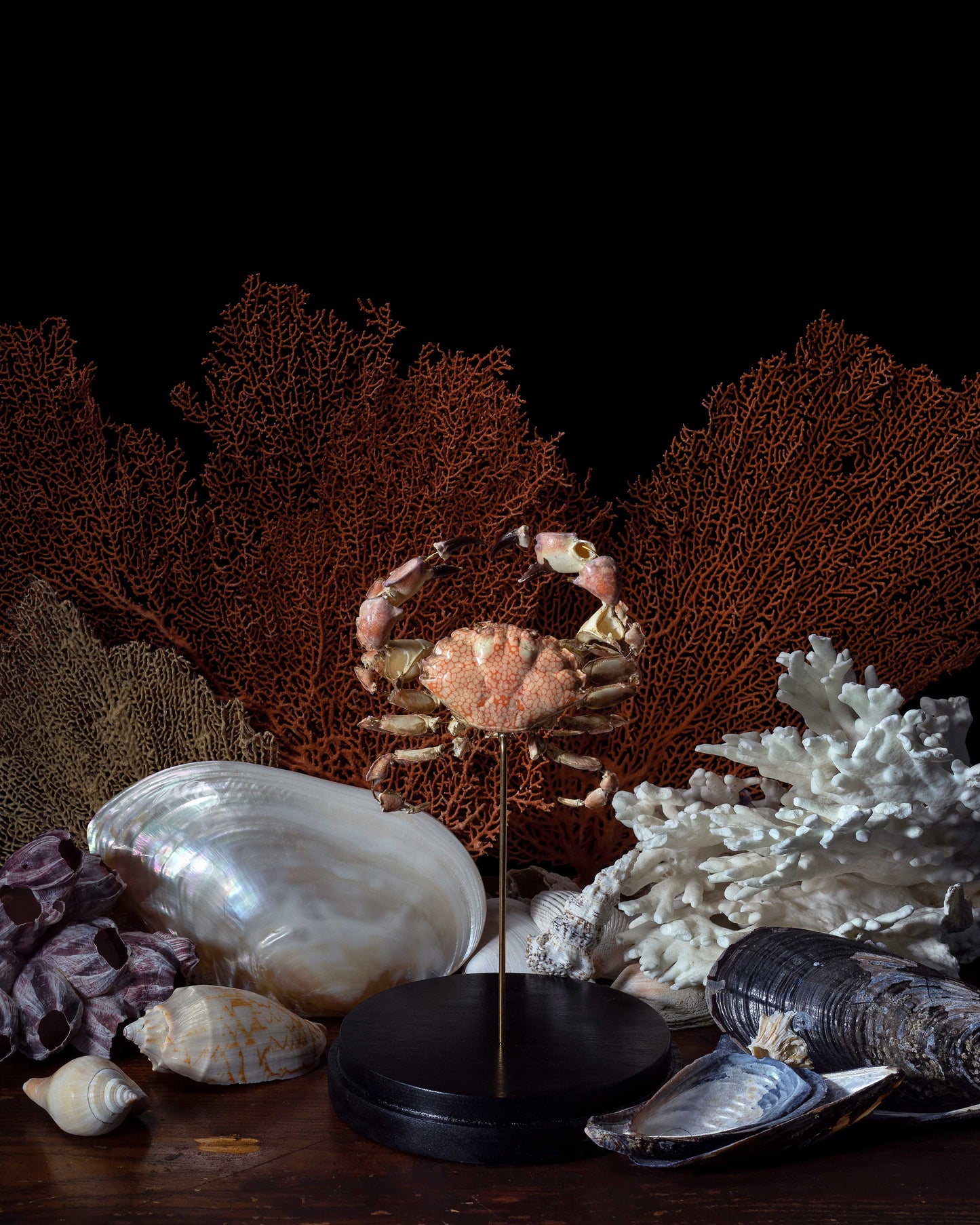 Animalium Postcard Set - 5 Postcards