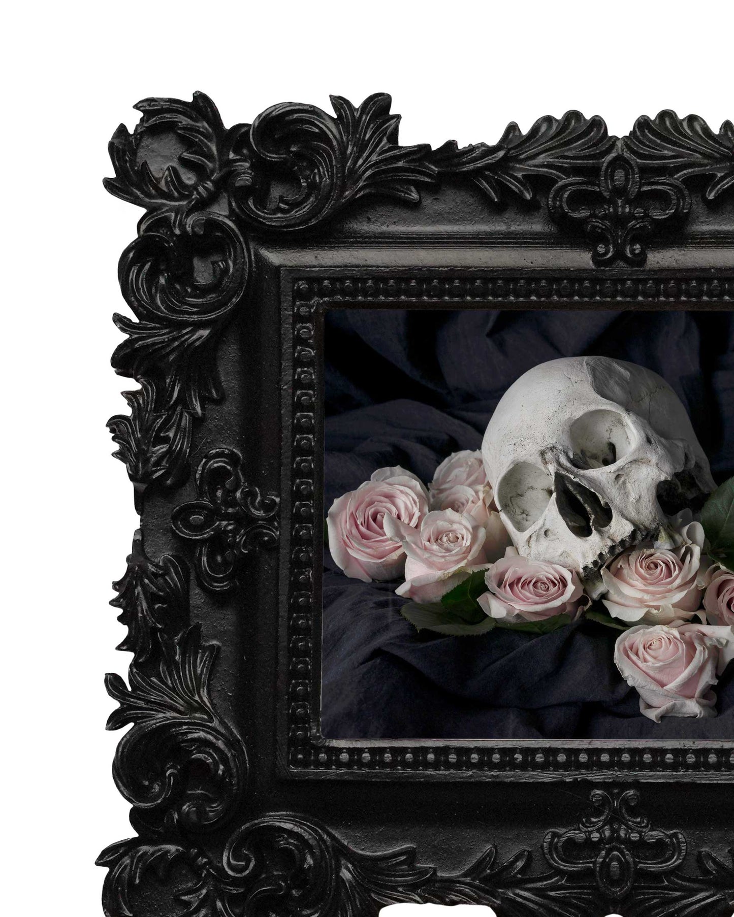 Ācēocian - Ornament