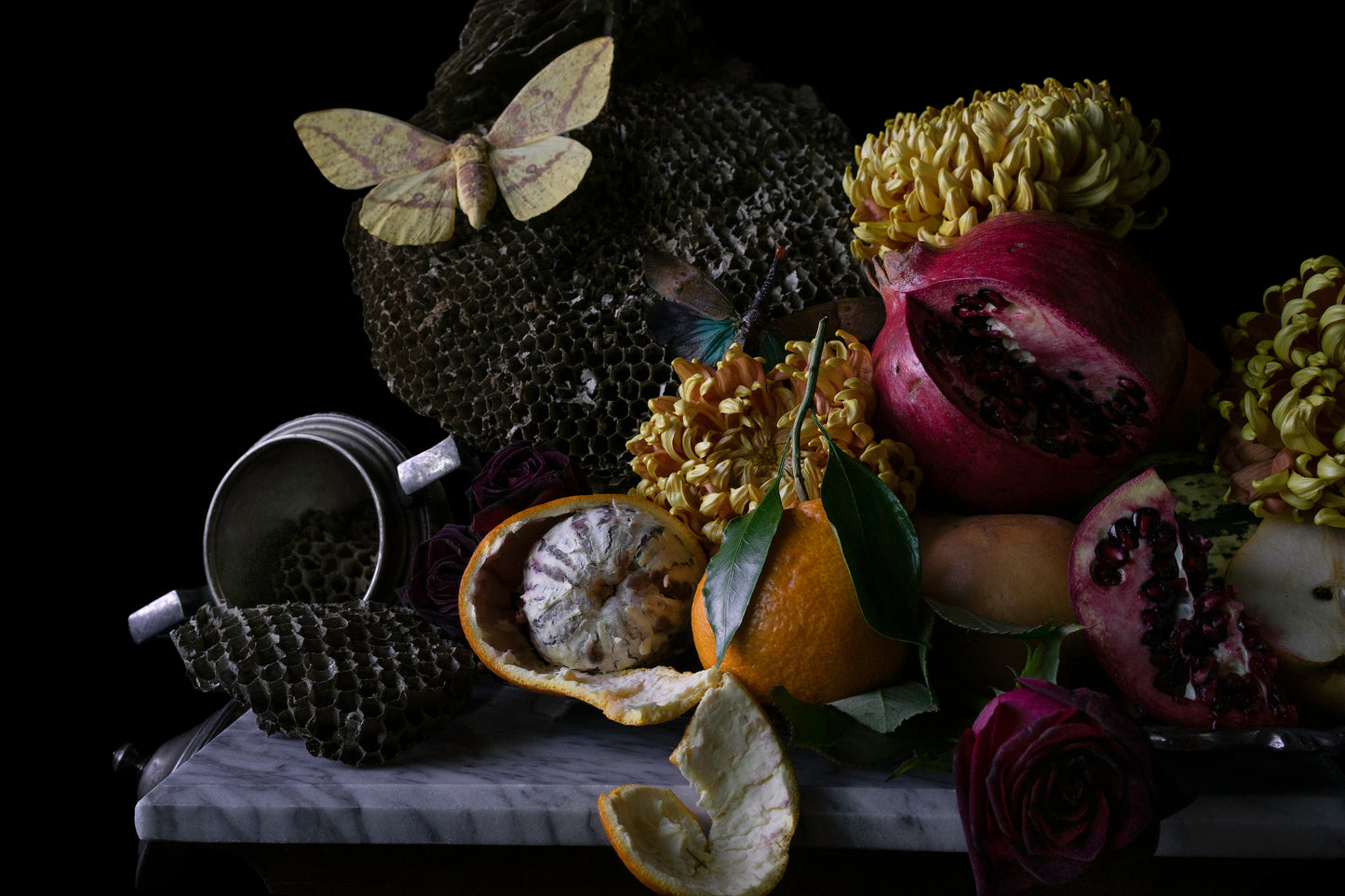 Animalium Postcard Set - 5 Postcards