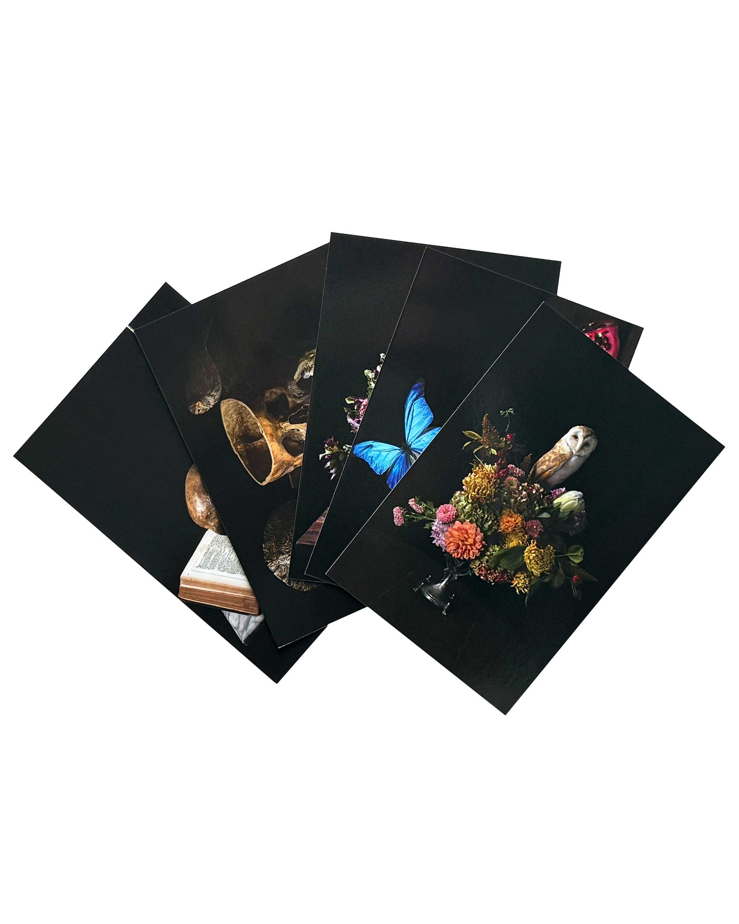 Vanitas Postcard Set - 5 Postcards